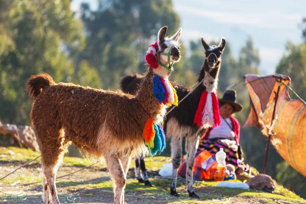 Machu Picchu 1 Day Tour